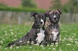 AMSTAFF  PUPPIES 228